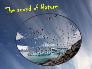 The sound of Nature